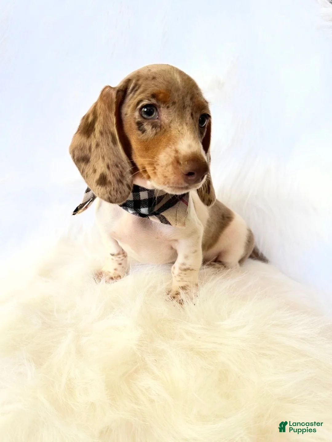 Miniature Dachshund dogs for sale: AKC Woody - Ad 2