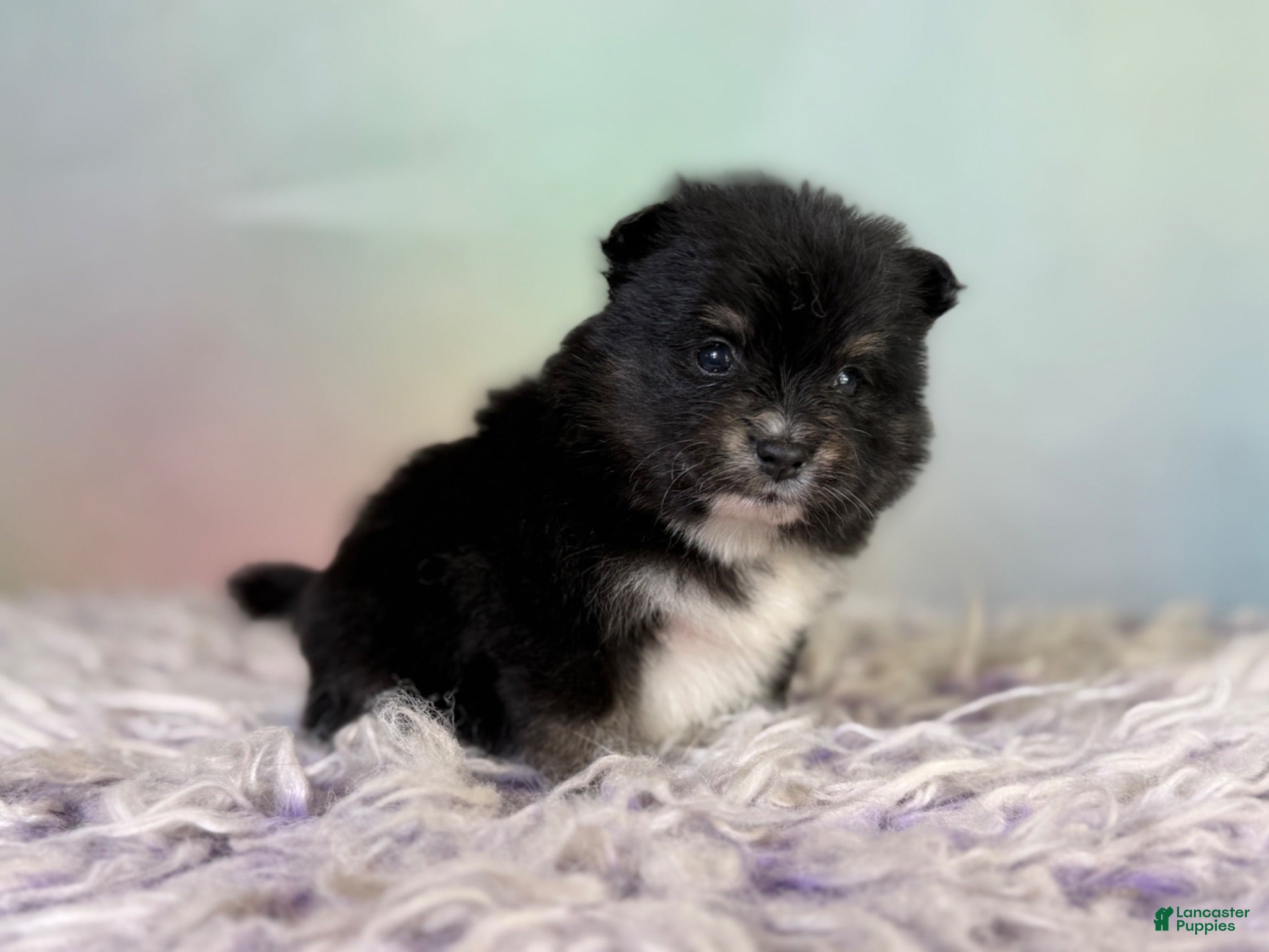 Pomeranian dogs Tilly - Ad 2