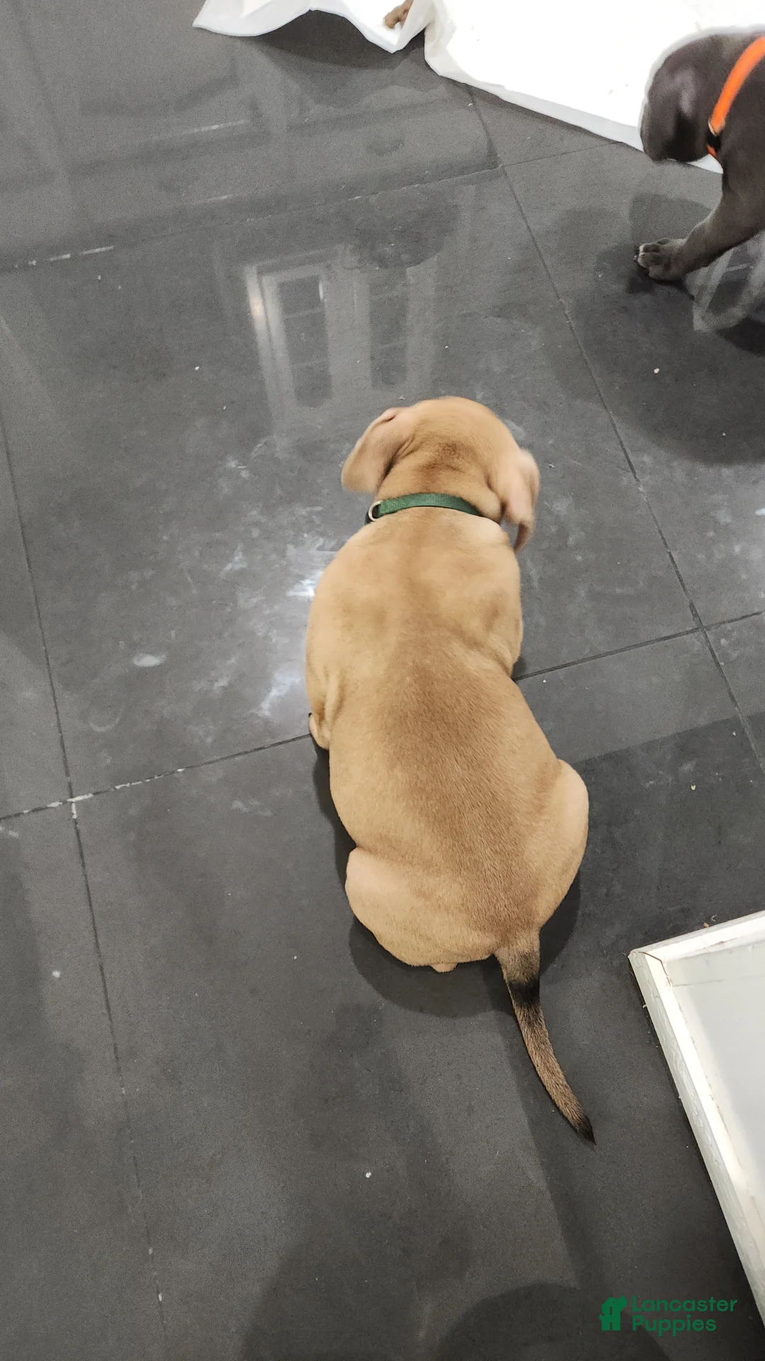 American Bully dogs for sale: Fawn Male - Ad 2