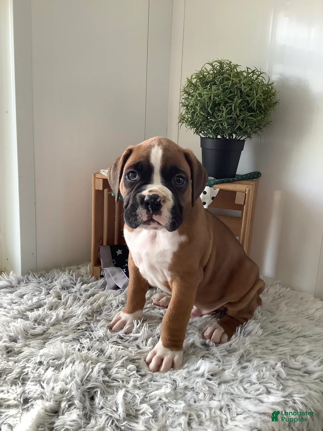 Boxer dogs for sale: Boxer Puppy 1  Lynn - Ad 2