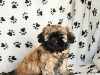 Shih Tzu dogs Olivia - Ad 20