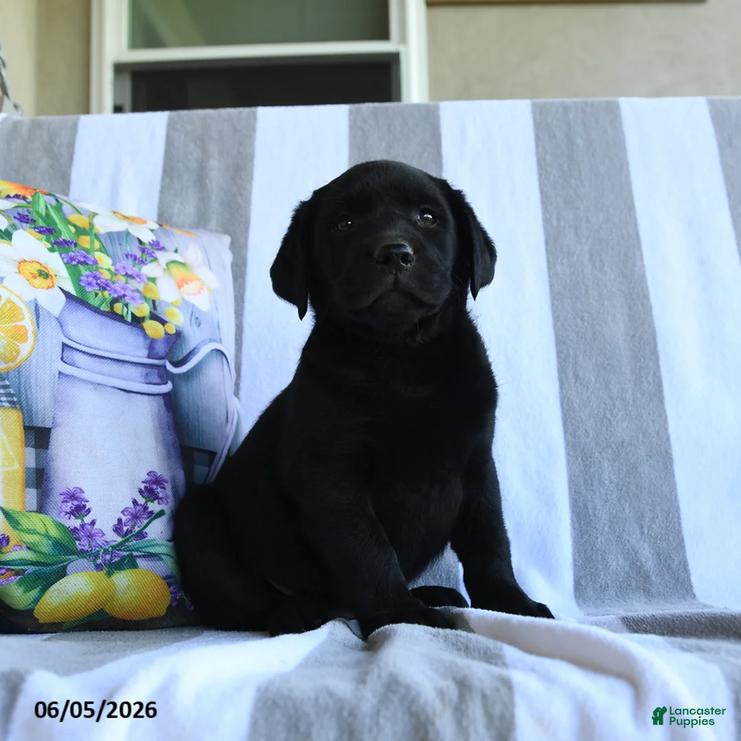 Labrador Retriever dogs for sale: Basil - Ad 1