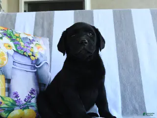 Labrador Retriever dogs for sale: Basil - Ad 1
