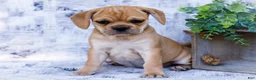 Puggle dogs for sale: Rosie - Ad 1