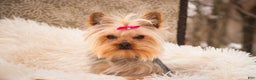 Yorkshire Terrier dogs for sale: Megan - Ad 4
