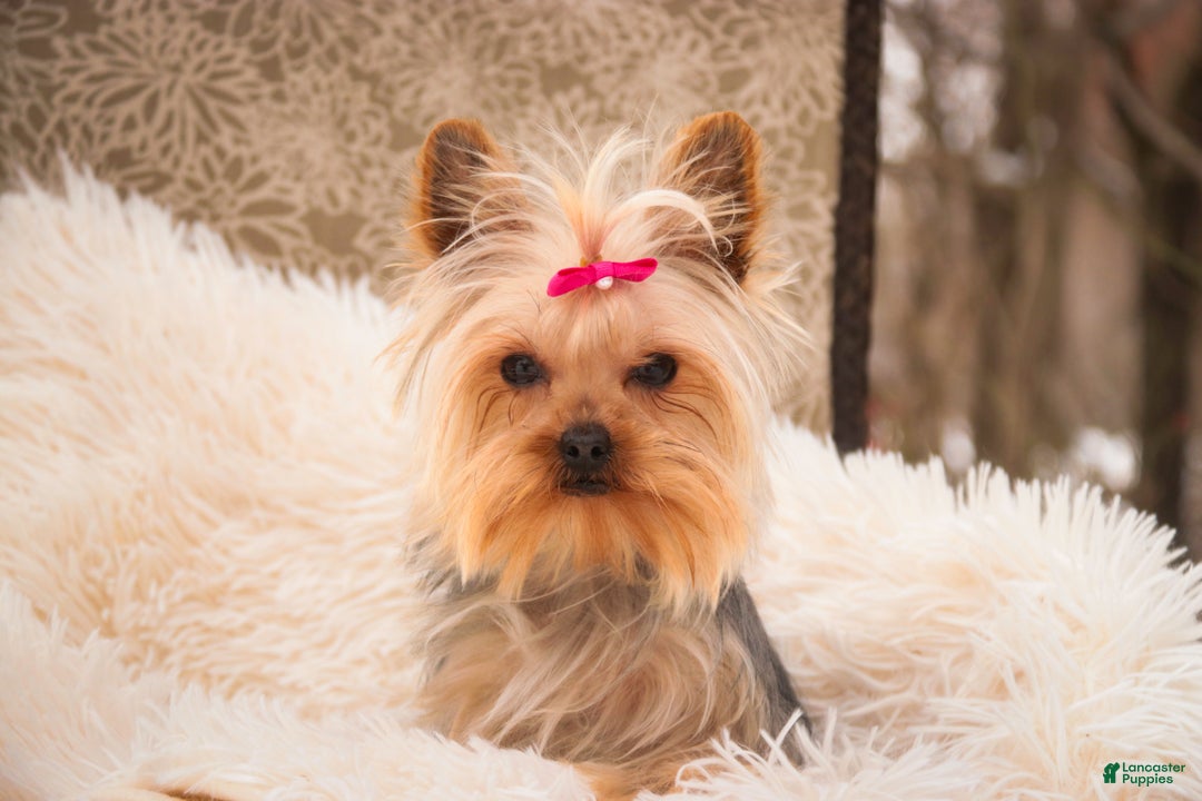 Yorkshire Terrier dogs for sale: Megan - Ad 4