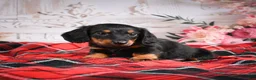Miniature Dachshund dogs for sale: AKC-Eddie - Ad 7