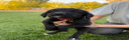 Mixed Breed dogs for sale: Doberdoodle 5 - Ad 6