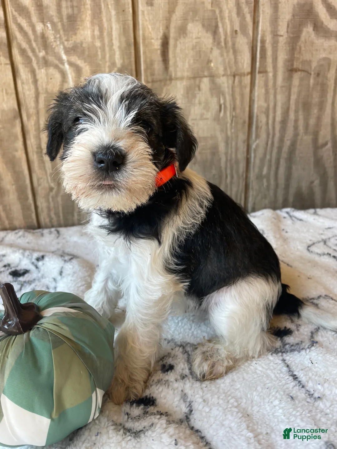 Miniature Schnauzer dogs for sale: Felix - Ad 4