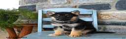 Gerberian Shepsky dogs for sale: Panda - Ad 2