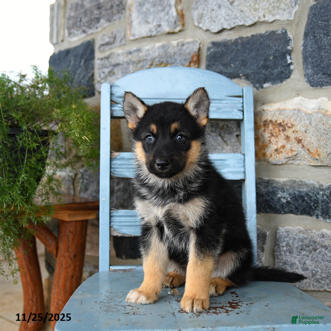 Gerberian Shepsky dogs for sale: Panda - Ad 2