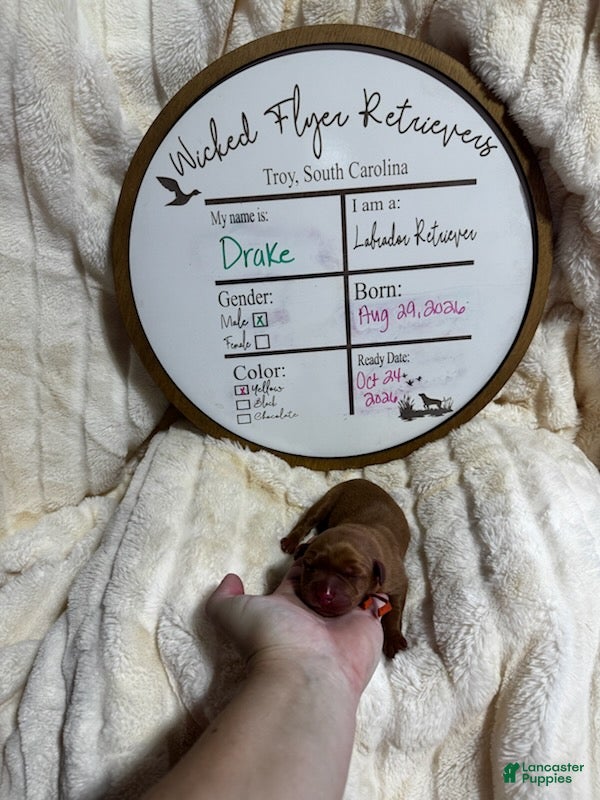 Labrador Retriever dogs Drake - Ad 5