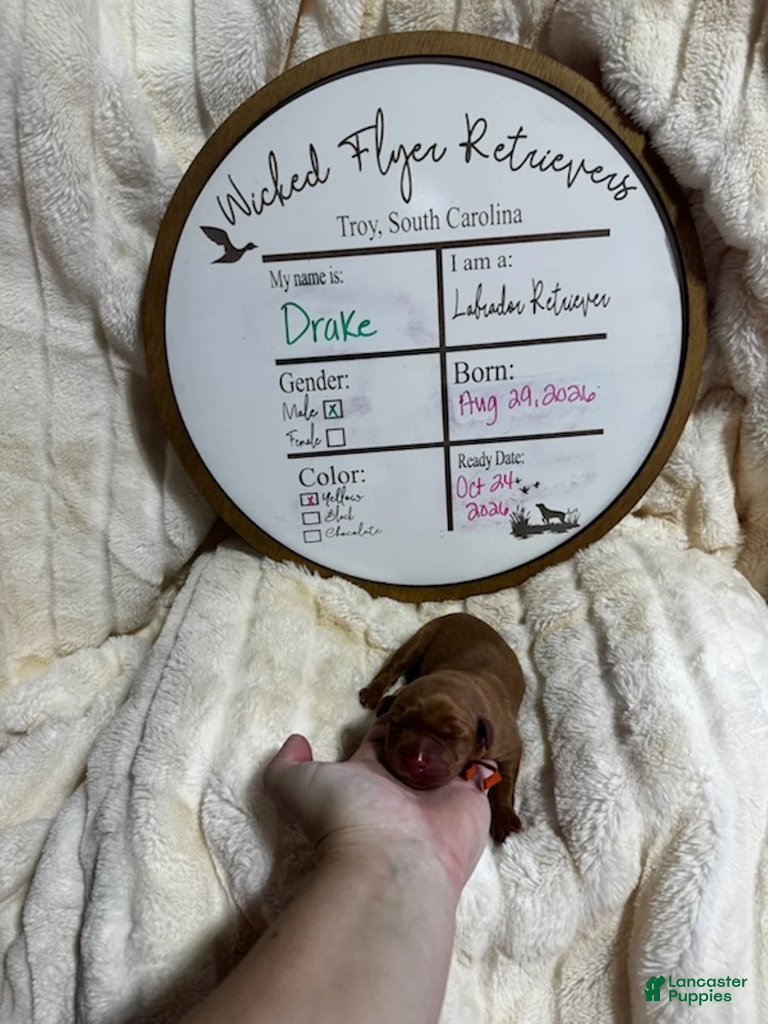 Labrador Retriever dogs for sale: Drake - Ad 1