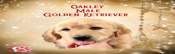 Golden Retriever dogs for sale: Oakley Golden Retriever, Male - Ad 3