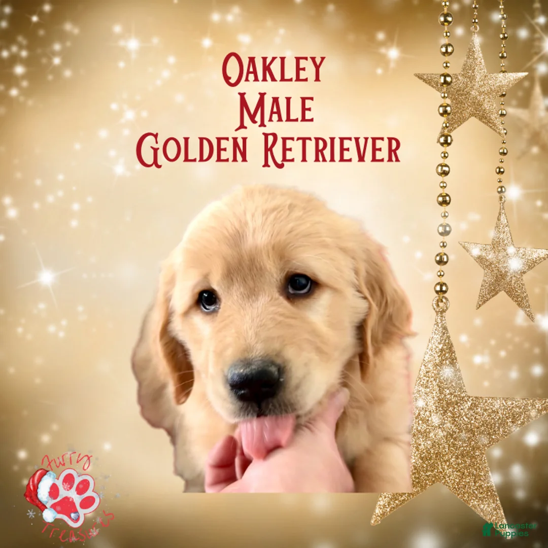 Golden Retriever dogs for sale: Oakley, Golden Retriever, Male - Ad 13