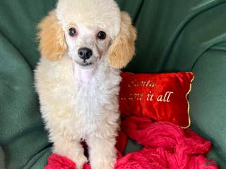 Toy Poodle dogs Yodel - Ad 23