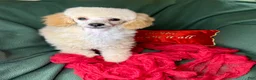 Toy Poodle dogs for sale: Yodel  - Ad 14