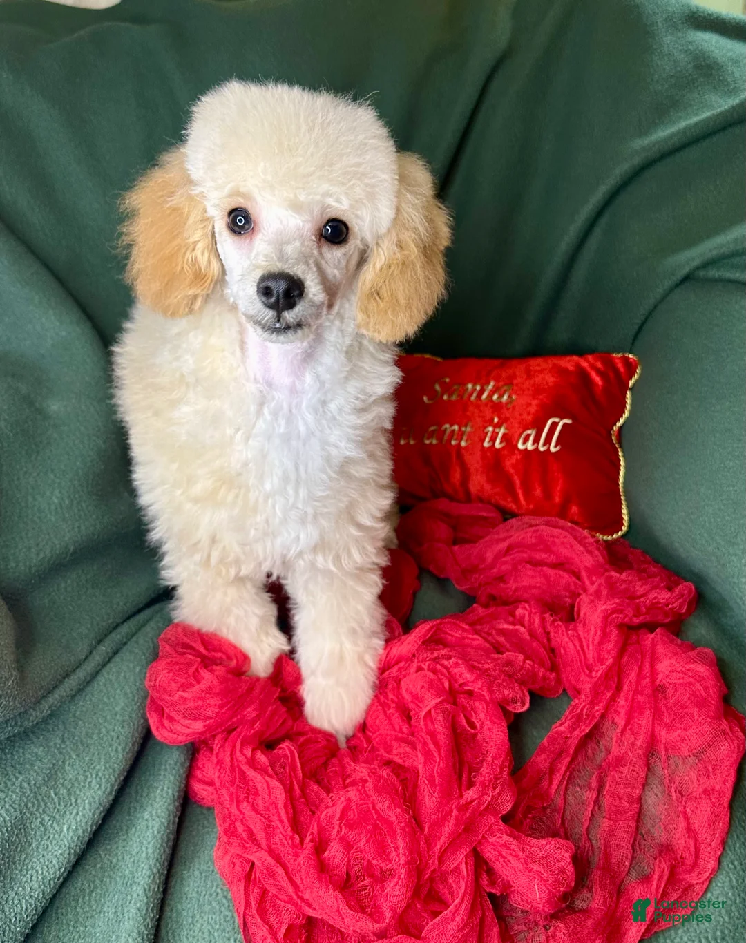 Toy Poodle dogs for sale: Yodel  - Ad 14
