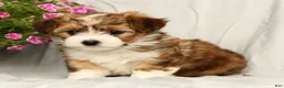 Yorkiepoo dogs for sale: Lincoln - Ad 7