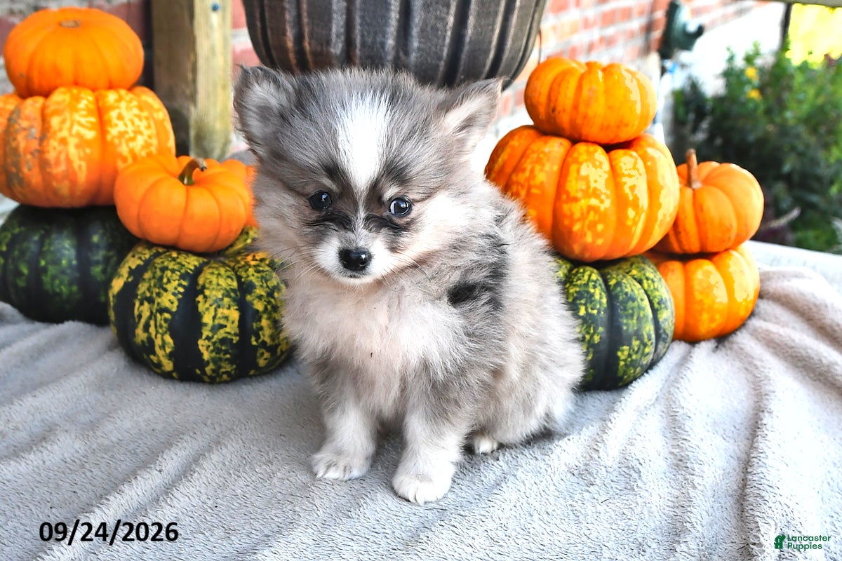 Pomsky dogs Tucker - Ad 2