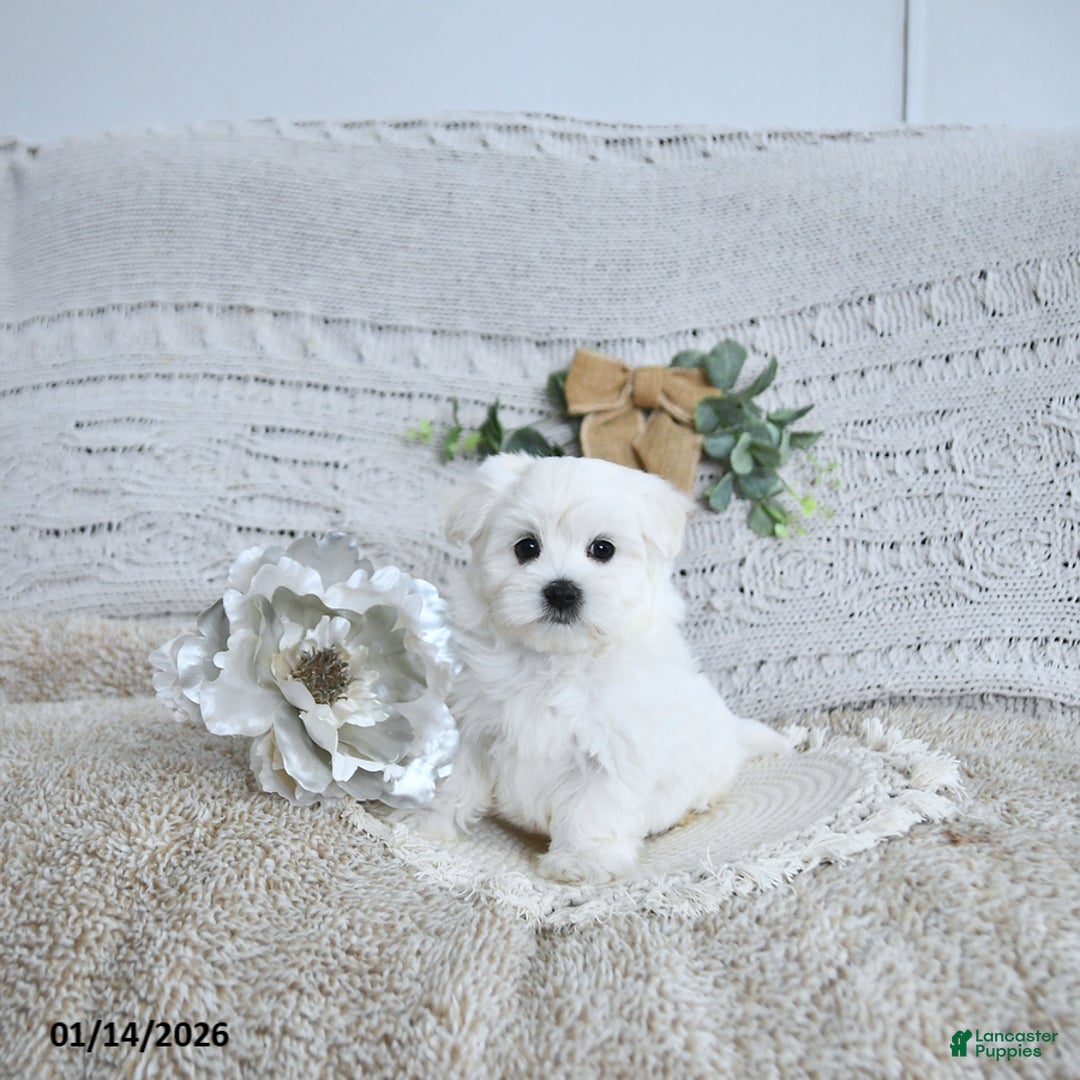 Maltese dogs for sale: Finn EXTRA SMALL - Ad 5