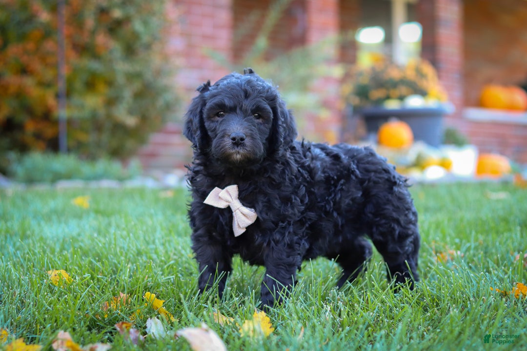 Newfypoo dogs for sale: Oliver - Ad 3