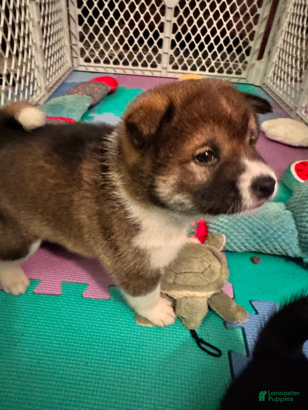 Shiba Inu dogs for sale: Shiba Inu Puppy 3 - Ad 15