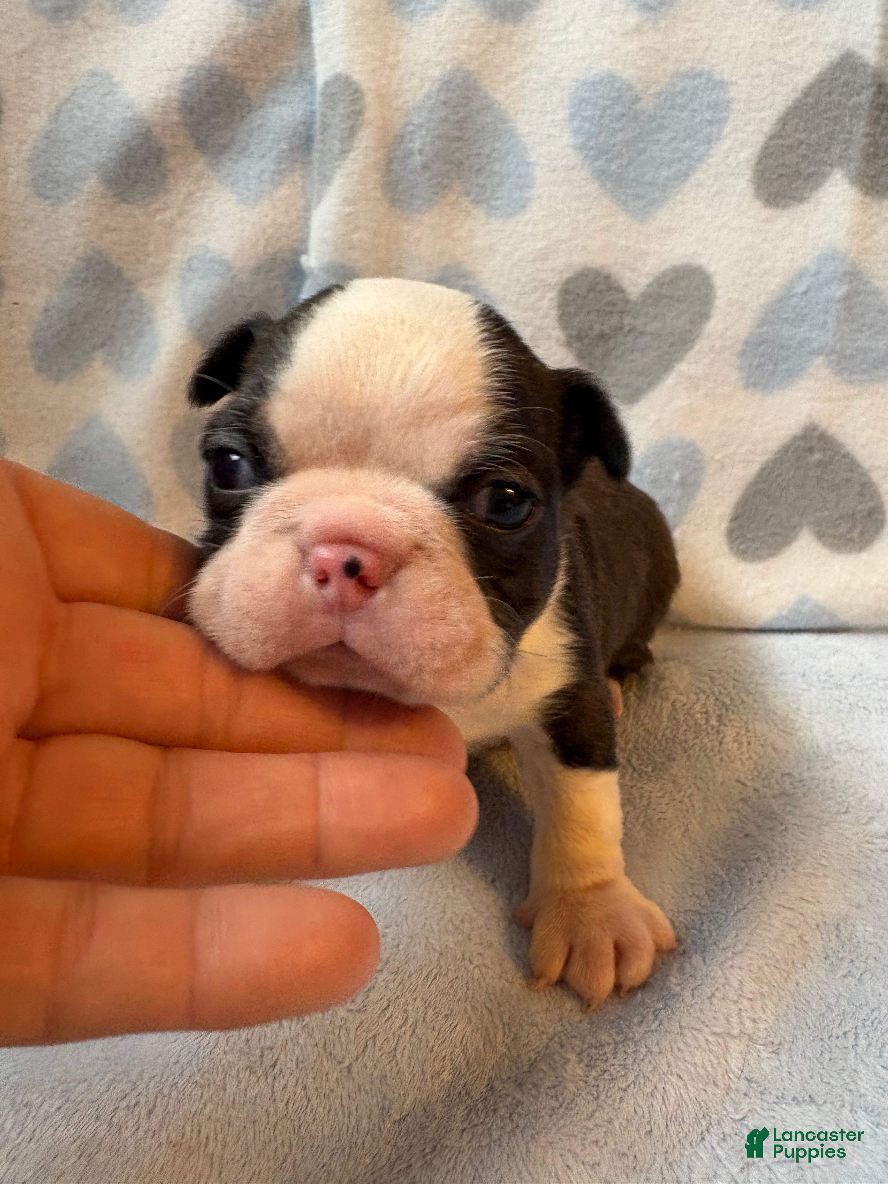 Boston Terrier dogs Boston Terrier Puppy 1 - Ad 2