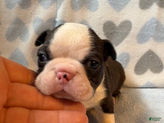 Boston Terrier dogs Boston Terrier Puppy 1 - Ad 2