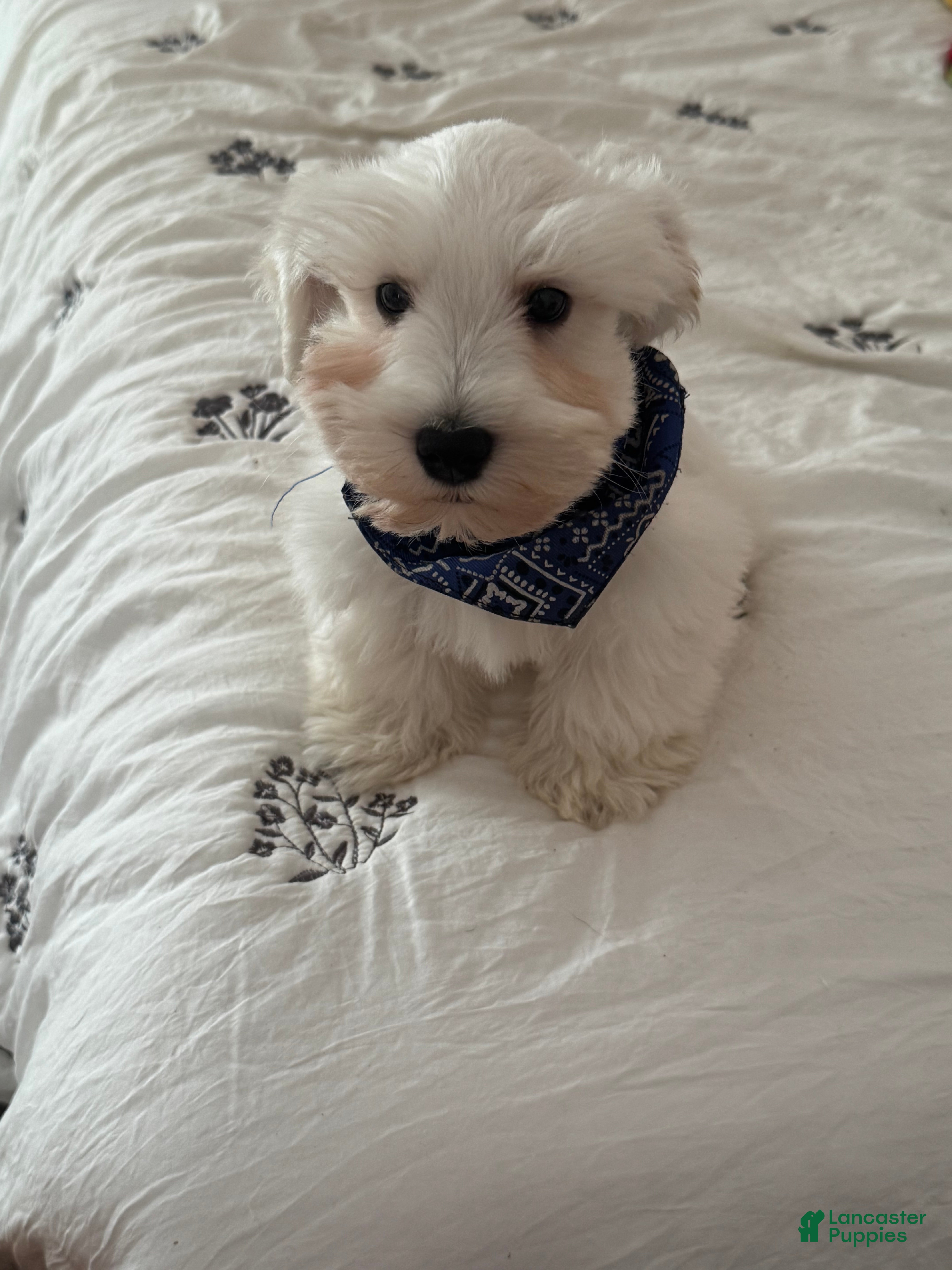 Miniature Schnauzer dogs Miniature Schnauzer Puppy 1 - Ad 10