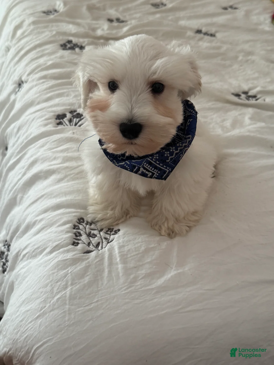 Miniature Schnauzer dogs for sale: Miniature Schnauzer Puppy 1 - Ad 1