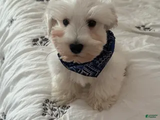 Miniature Schnauzer dogs Miniature Schnauzer Puppy 1 - Ad 9