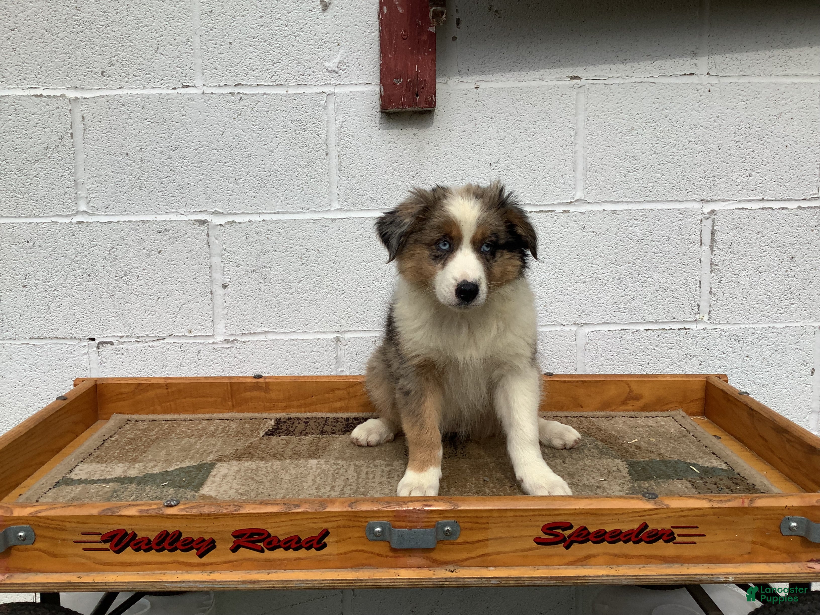 Australian Shepherd dogs Barbie - Ad 2