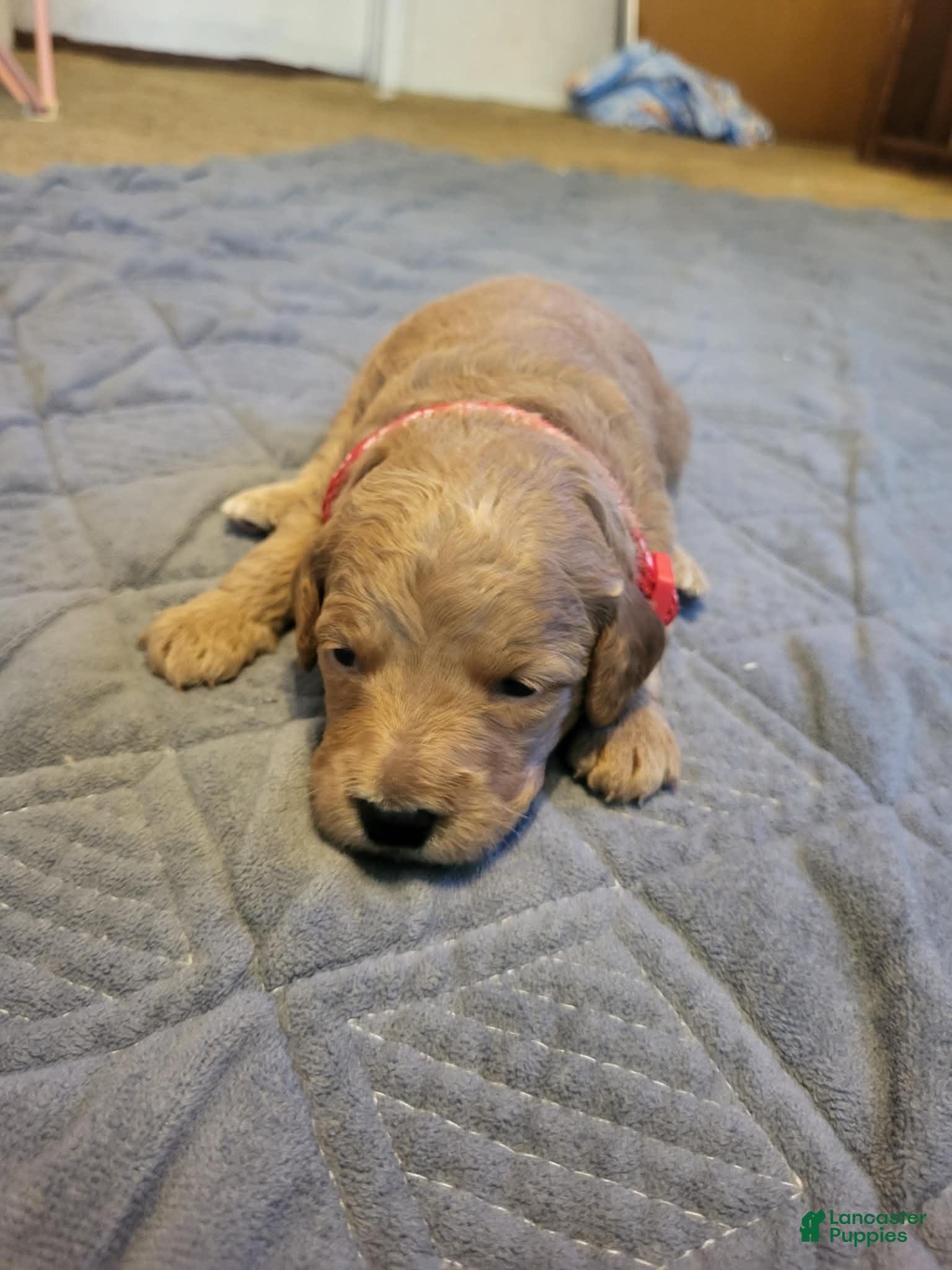 Mini Goldendoodle dogs daisy  - Ad 1