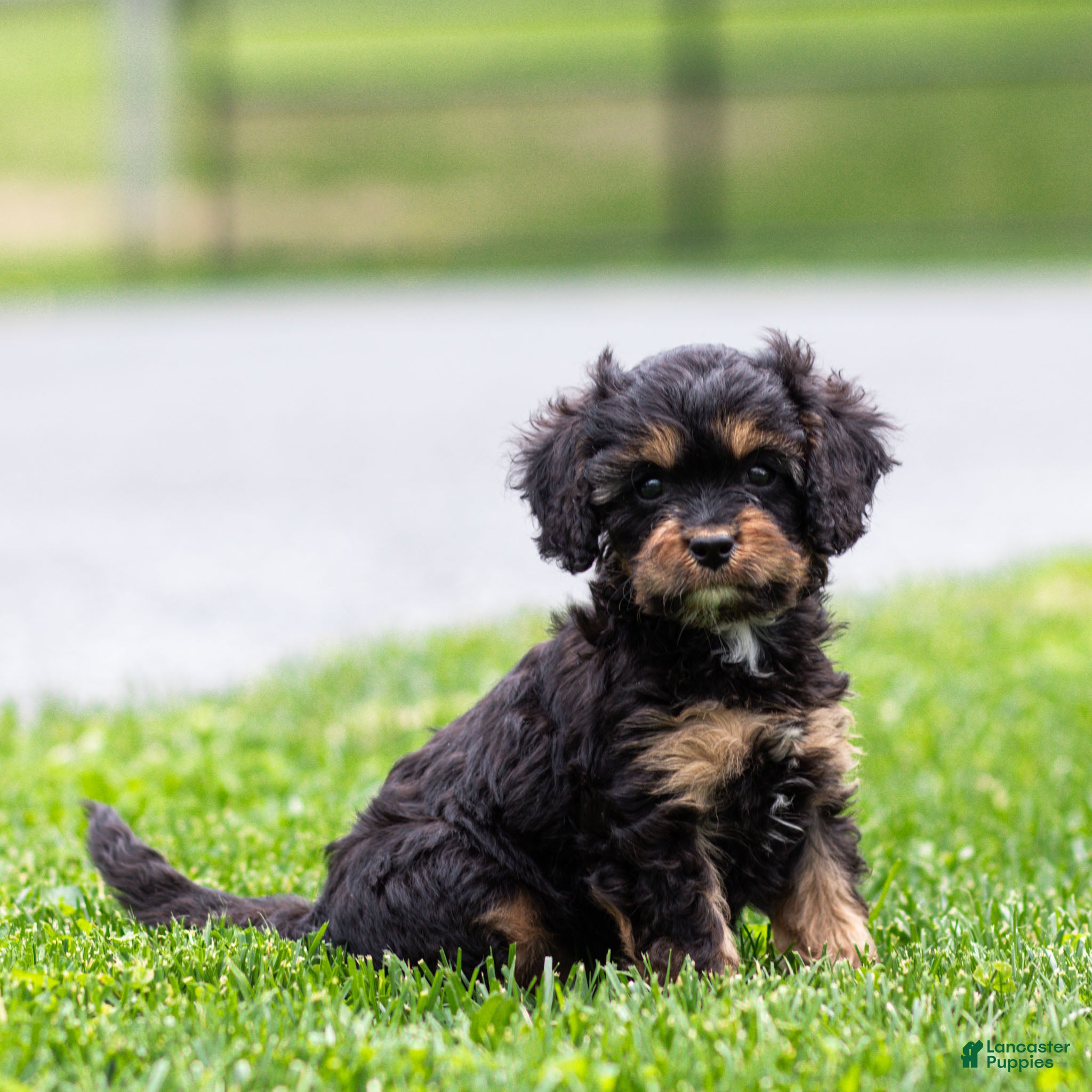 Cavapoo dogs Turbo Cavapoo Puppy  - Ad 1