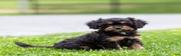 Cavapoo dogs for sale: Turbo Cavapoo Puppy  - Ad 17