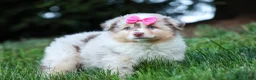 Miniature Australian Shepherd dogs for sale: LILY - Ad 6