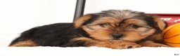 Yorkshire Terrier dogs for sale: Bella - Ad 6