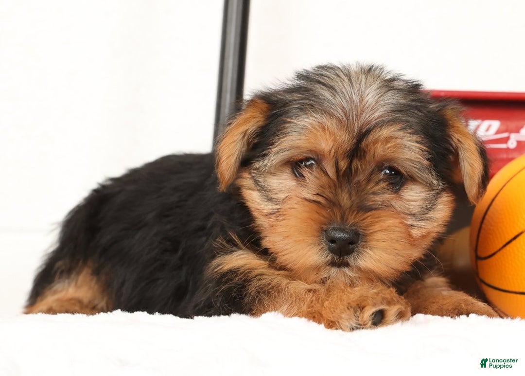 Yorkshire Terrier dogs for sale: Bella - Ad 6