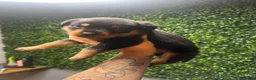 Rottweiler dogs for sale: Angel - Ad 2