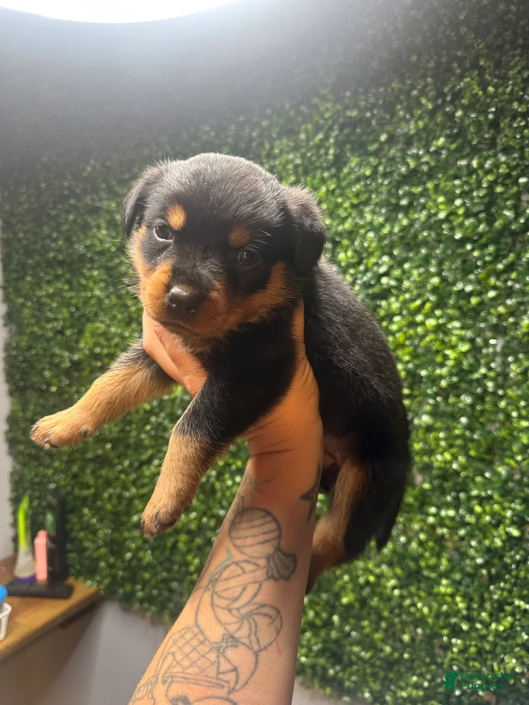 Rottweiler dogs for sale: Angel - Ad 2