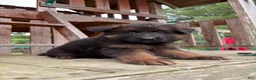 German Shepherd dogs for sale: Hazel - Ad 6