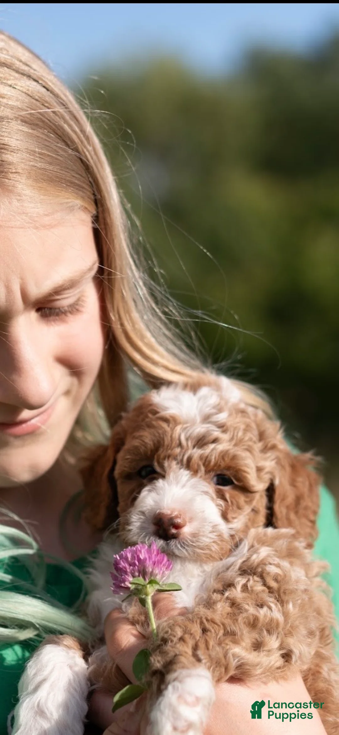 Mini Goldendoodle dogs for sale: Mini Goldendoodle 2 Hank - Ad 2