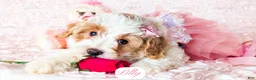 Cavapoo dogs for sale: Lilly - Ad 14