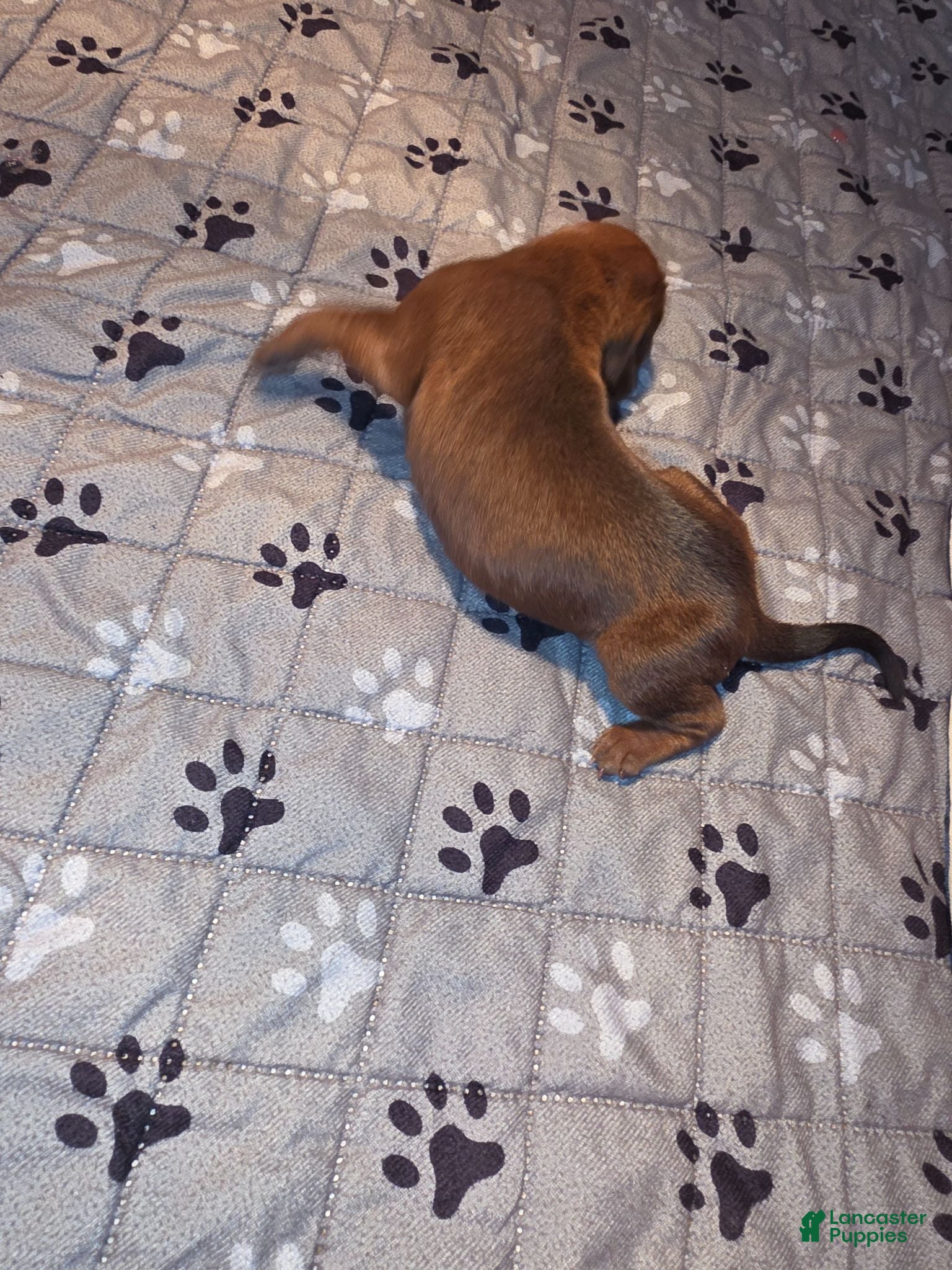 Redbone Coonhound dogs Redbone Coonhound 3 - Ad 1