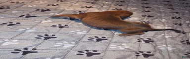 Redbone Coonhound 3