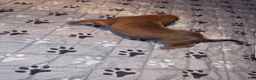 Redbone Coonhound dogs for sale: Redbone Coonhound 3 - Ad 1