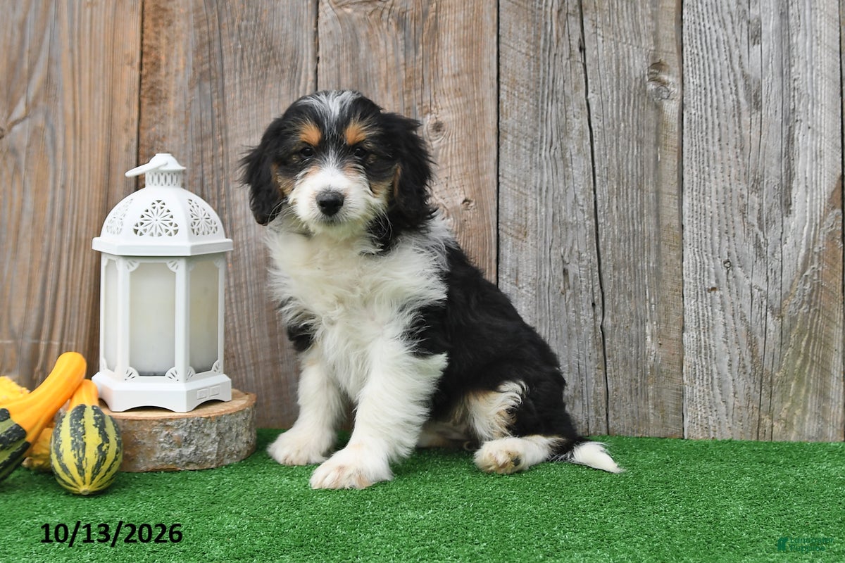 Mini Aussiedoodle dogs Abby - Ad 1