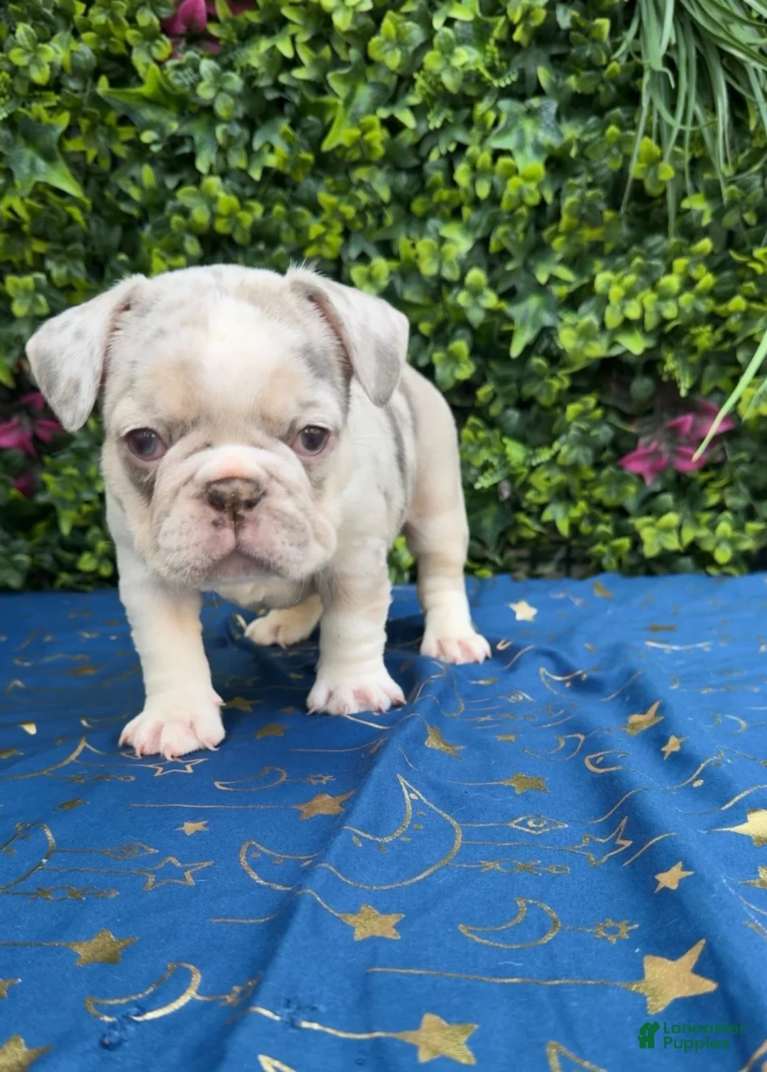 French Bulldog dogs for sale: Merle Girl - Ad 5