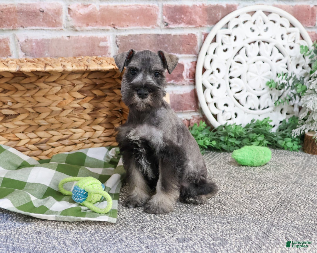 Miniature Schnauzer dogs for sale: Wayne - Ad 1